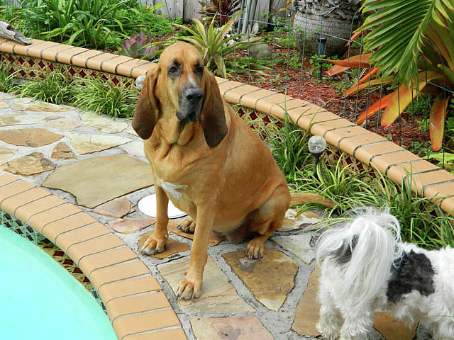 Cujo by Pool Photograph by Val Oconnor
