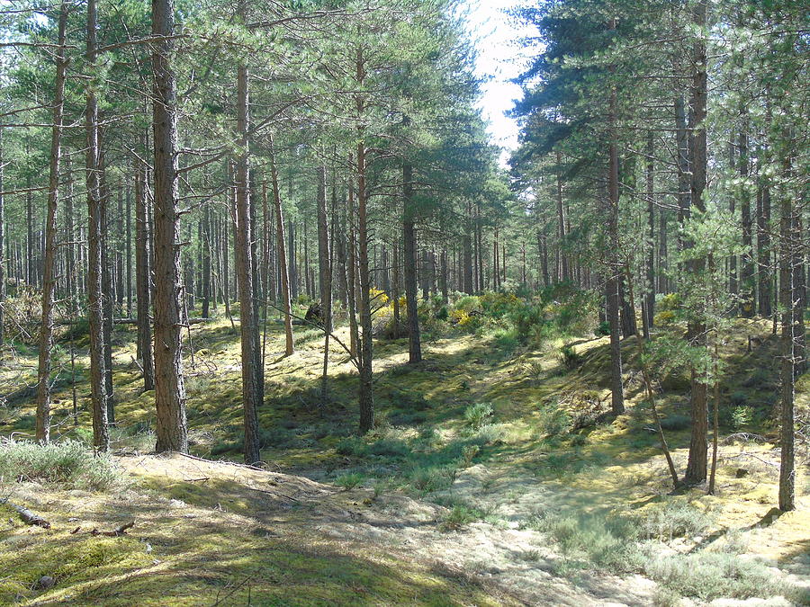 Culbin Forest Photograph by Oberon Ahura Star