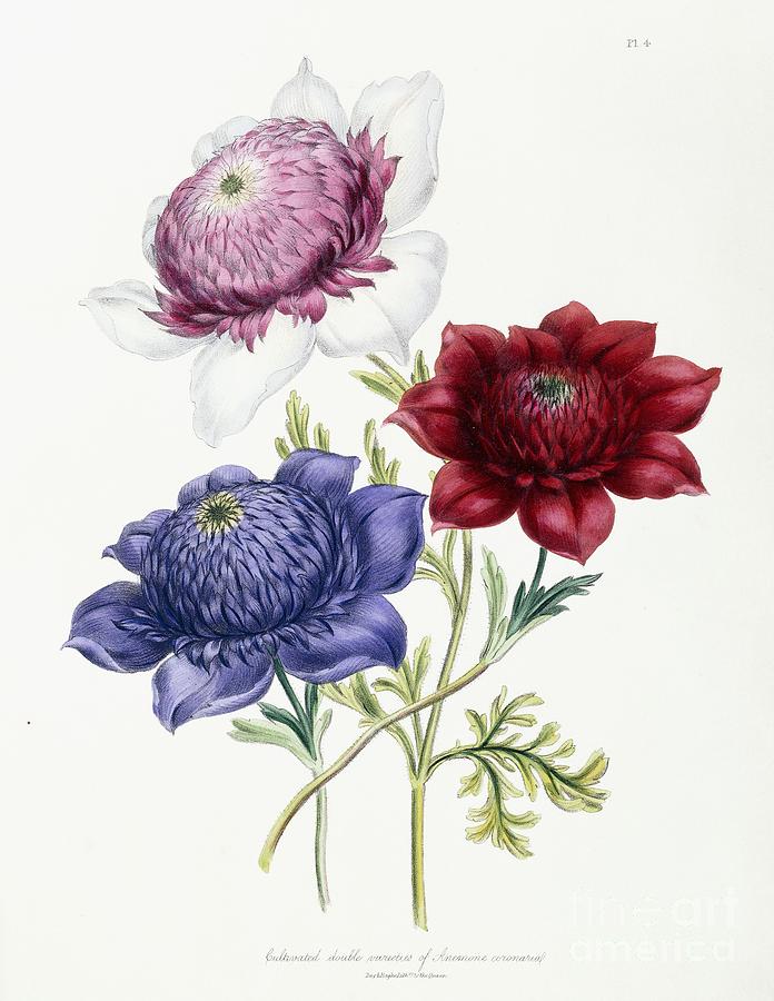 Jane Loudon Painting - Cultivated double varieties of Anemone coronarial by Jane Loudon