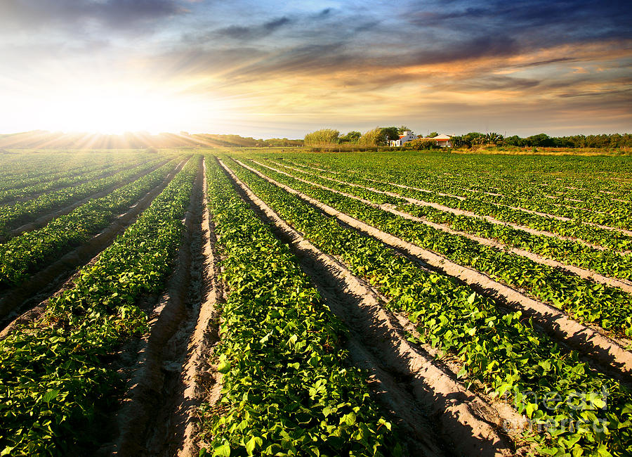 Agricultural Land Definition