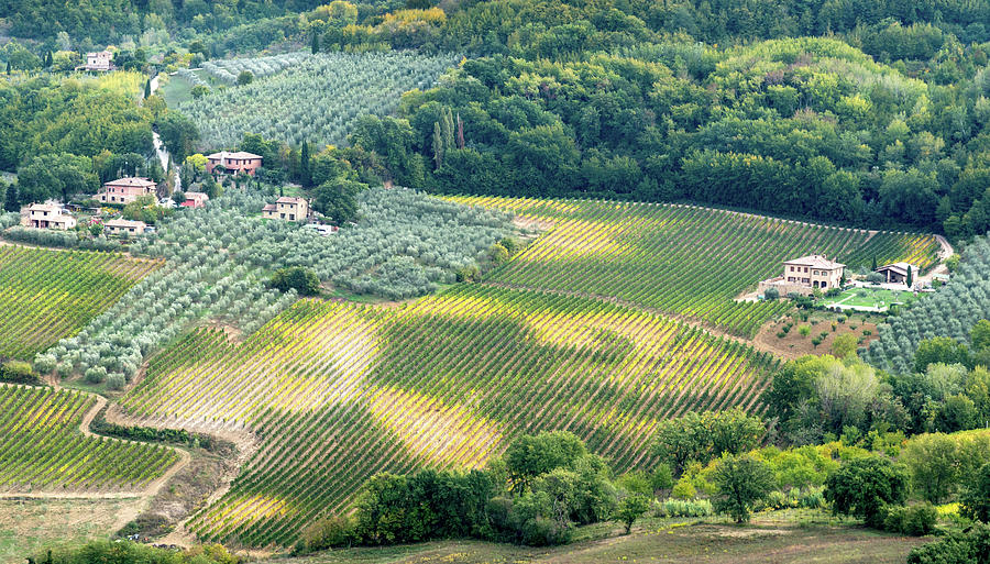 Cultivated Vineyards Tuscany  Italy Photograph by Michalakis Ppalis