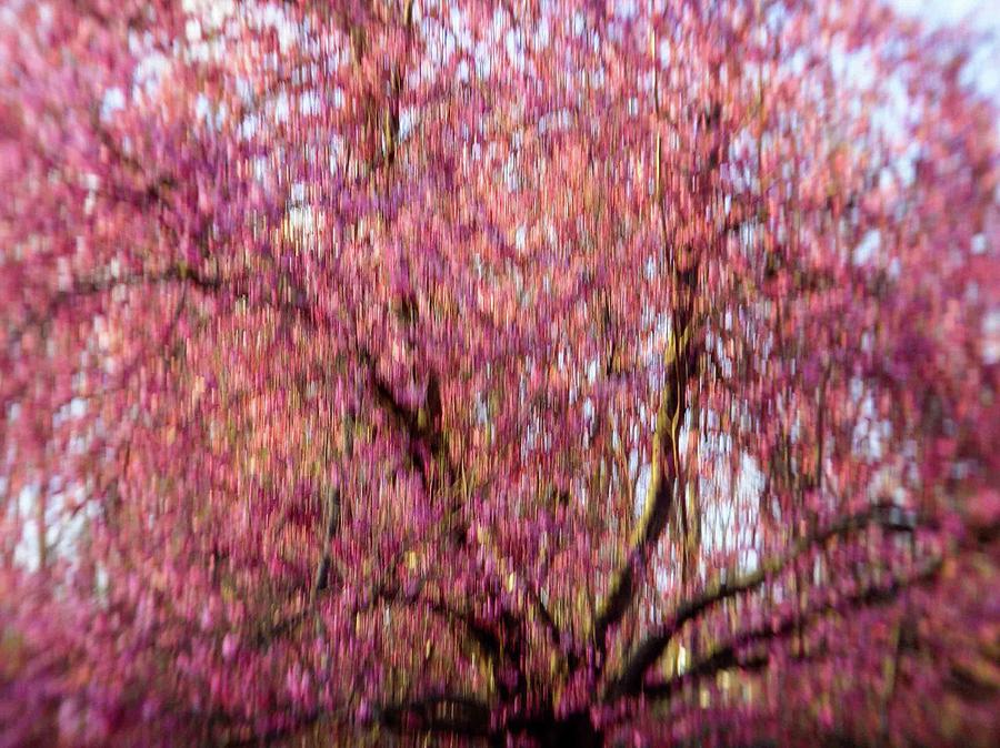 Columnar Sargent Cherry 2 by Bernhart Hochleitner Columnar Sargent Cherry 2 by Bernhart Hochleitner