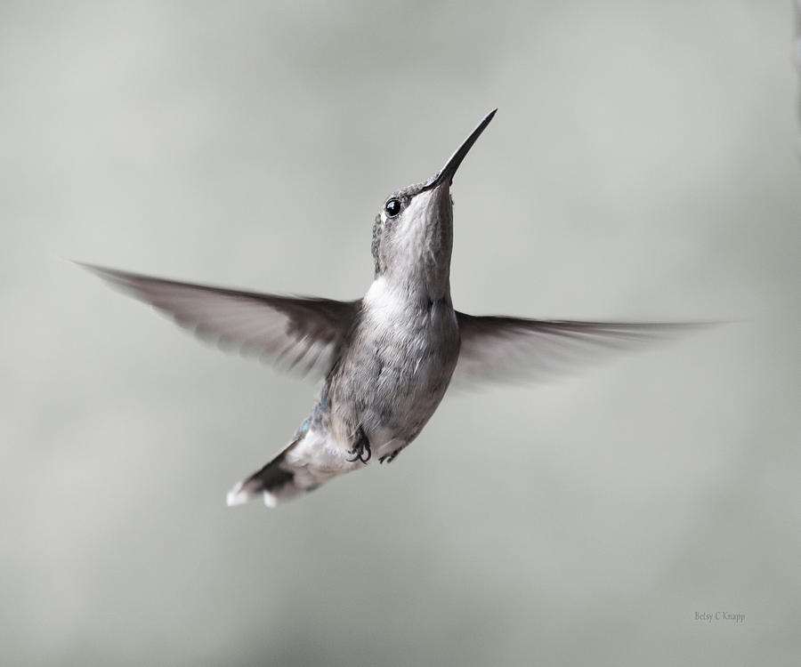 Cumberland Gap Hummingbird Precious And Proud Photograph