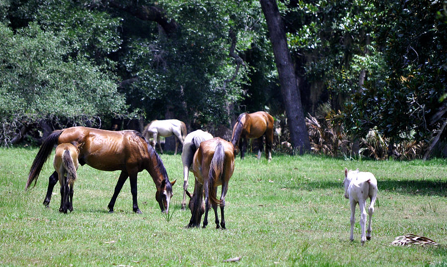 Cumberland Horses Photograph By Debra White Fine Art America