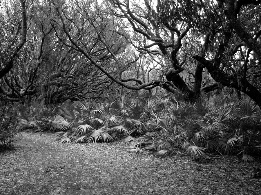 Cumberland Island Scene Photograph by Tom Nix | Fine Art America