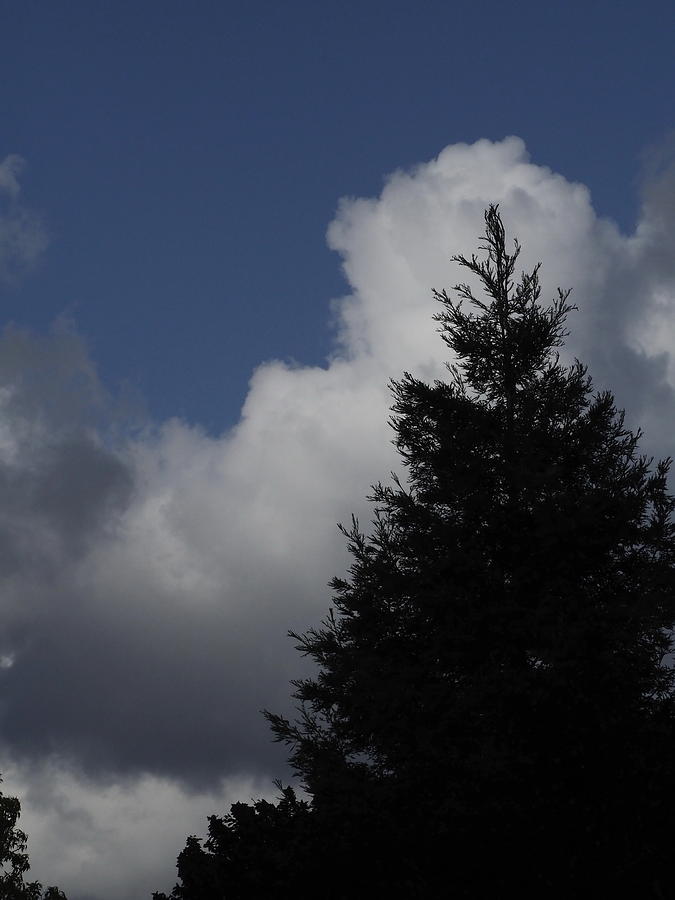  Cumulus 20 and Tree Photograph by Richard Thomas