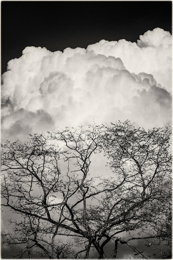 Cumulus clouds and tree silhouette Photograph by Peter V Quenter