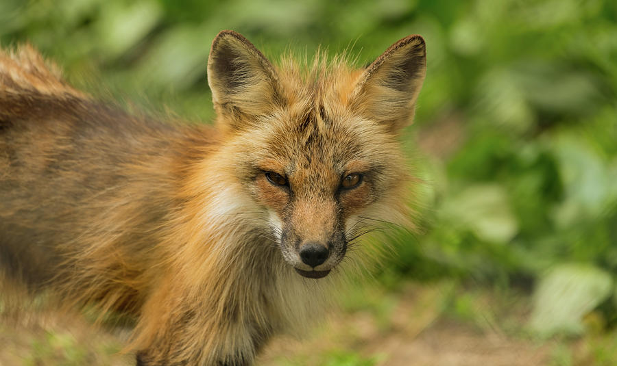 Cunning as a fox Photograph by Sam Rino - Pixels