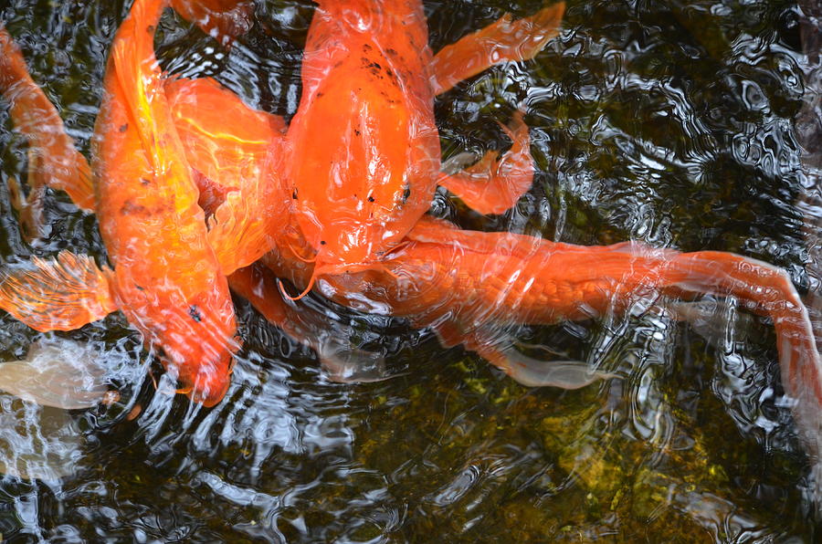 Cunning Koi Photograph by Ally  White