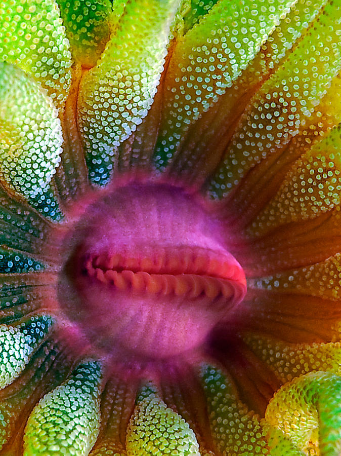 Cup Coral Portrait Photograph by Henry Jager
