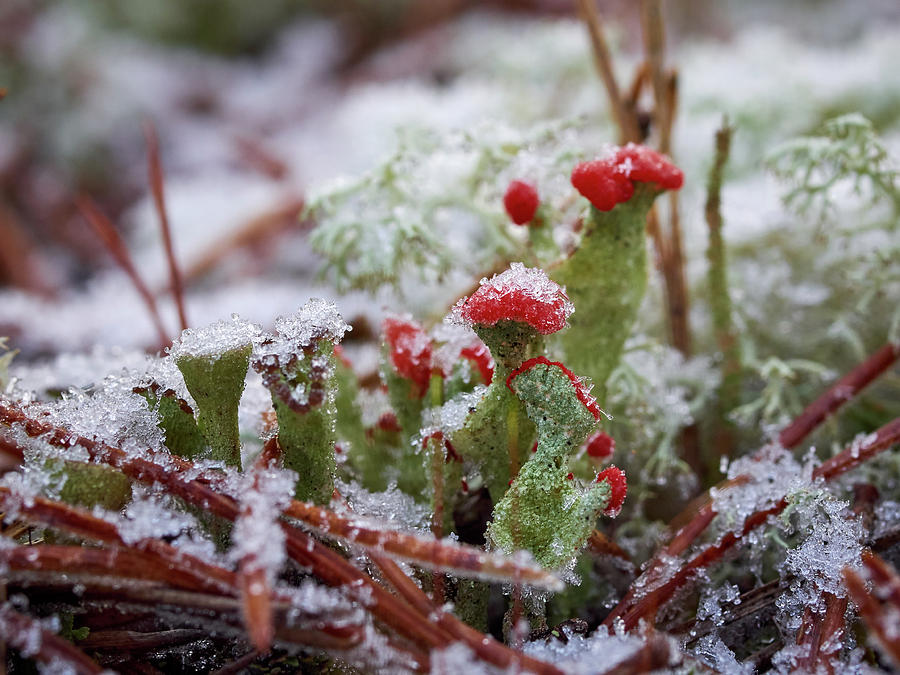 Cup lichen Photograph by Jouko Lehto