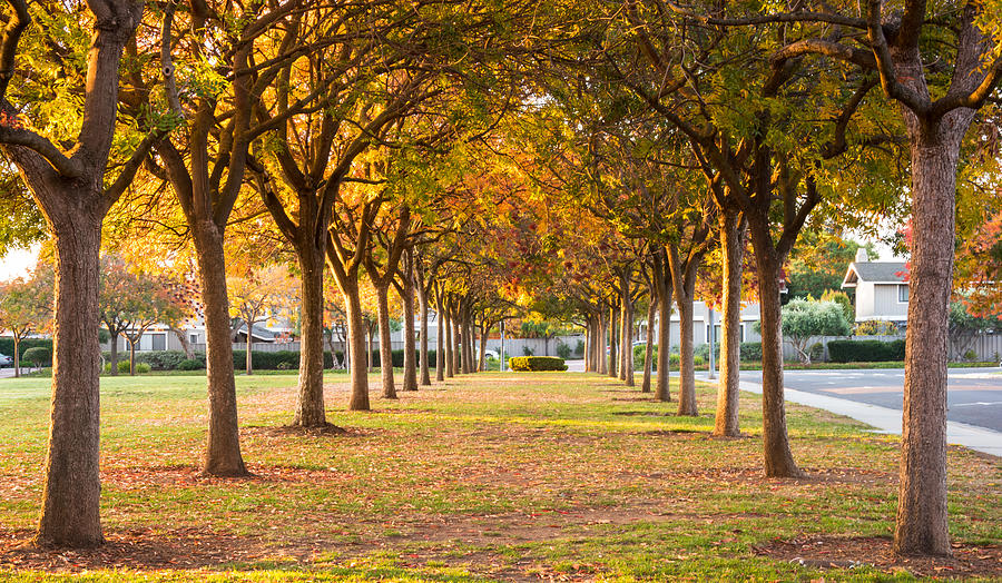 Cupertino Fall Photograph by Jayasimha Nuggehalli Fine Art America