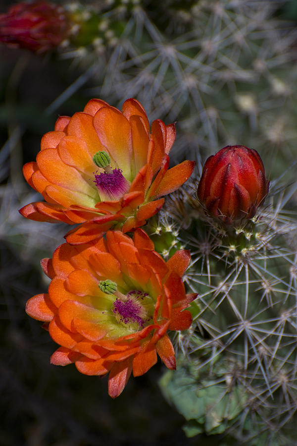 Cupric Cup Cactus Flowers Photograph by Richard Henne