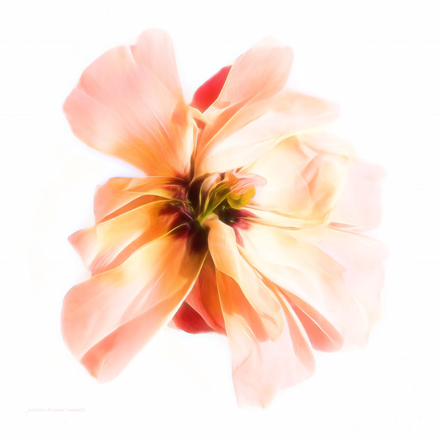 Flowers Photograph - Curb Appeal by Jessica Manelis Flowers Photograph - Curb Appeal by Jessica Manelis