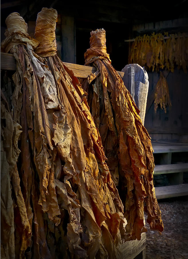 Curing Tobacco one Photograph by Gary Warnimont