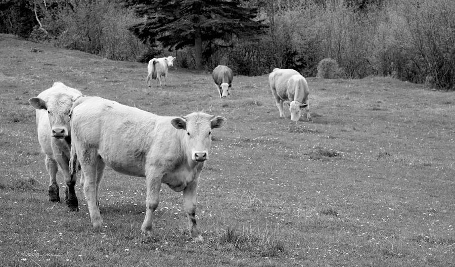 Cow Photograph - Curiosity by Carol Hathaway