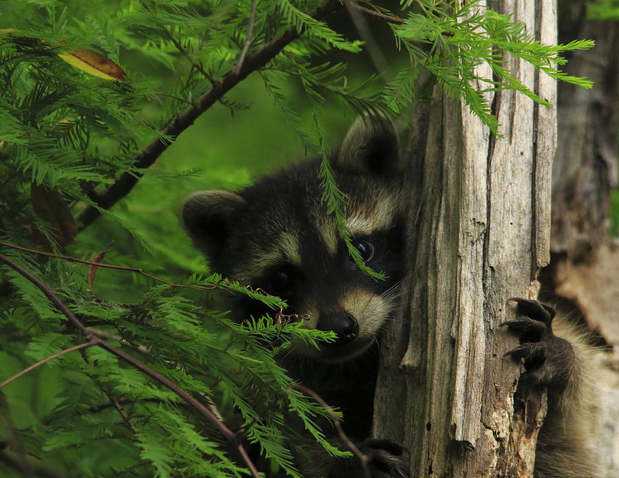 Curiosity by Dead Cypress Photography Curiosity by Dead Cypress Photography