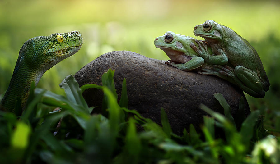 Frog Photograph - Curiosity by Fahmi Bhs