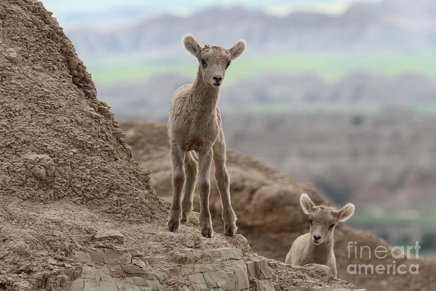 Curiosity In The Badlands Photograph by Adam Jewell