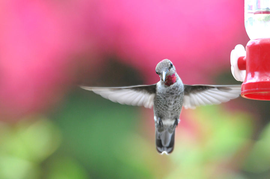 Hummingbird Photograph - Curiosity by Lynn Bauer