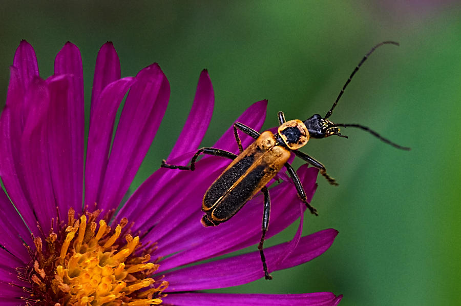 Curiosity - Lightning Bug and Aster Photograph by Mitch Spence