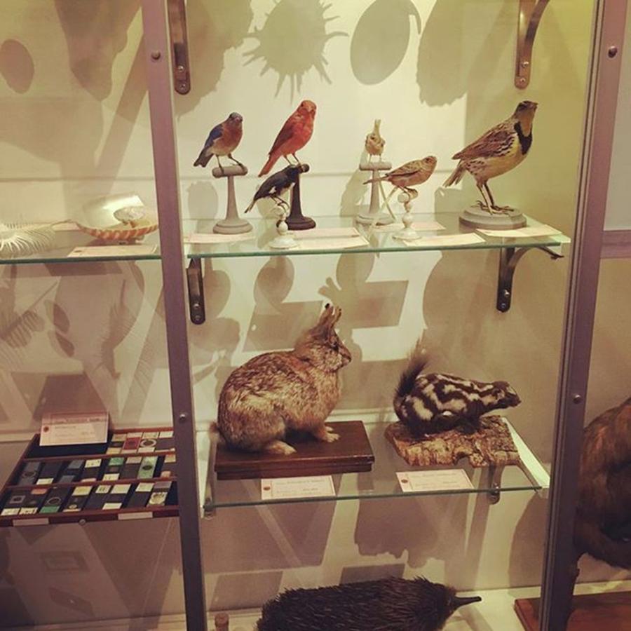 Animal Photograph - #curiositycabinet #antique #animals by Patricia And Craig