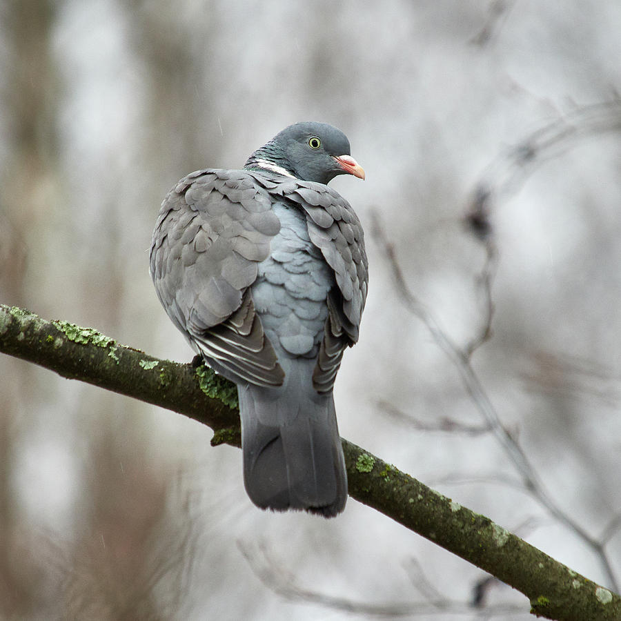 Curious About The Weather. Common Wood Pigeon Photograph