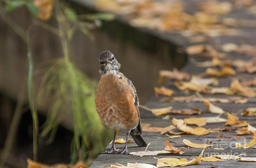Curious American Robin Photograph by Eva Lechner