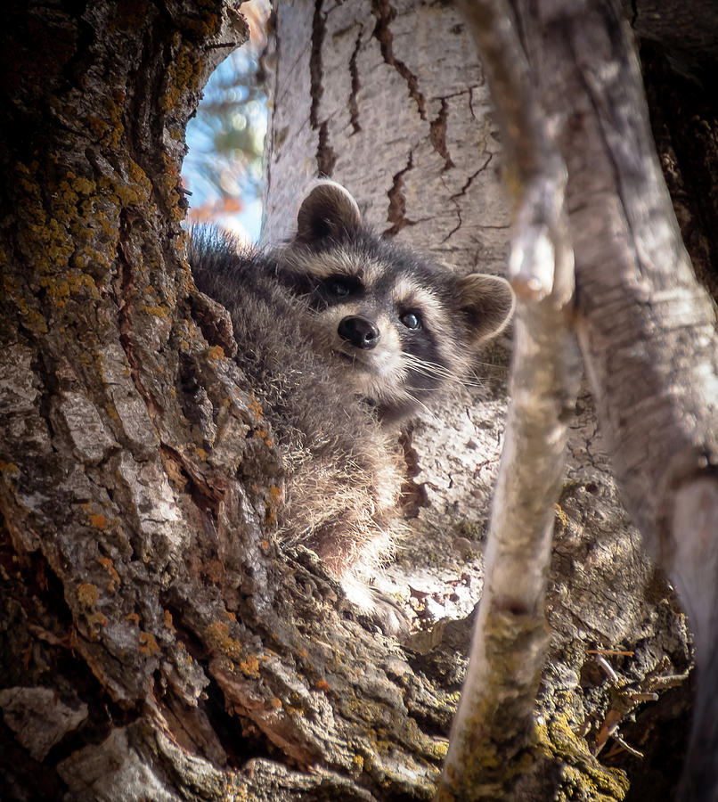 Wildlife Photograph - Curious and cute by Gina Gardner