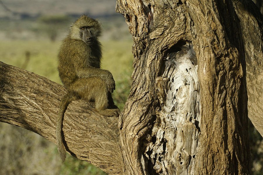 Curious Baboon Photograph by Michele Burgess