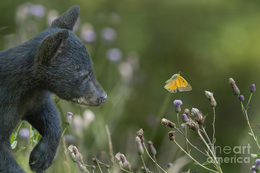 Curious baby black bear cub checking out moth Photograph by Dan Friend