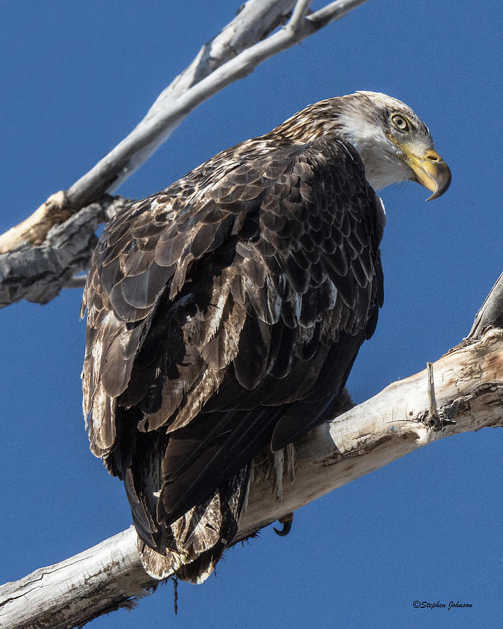 Curious Bald Eagle Photograph by Stephen Johnson