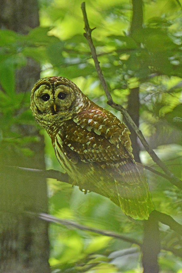 Curious Barred Owl Photograph by Alan Lenk