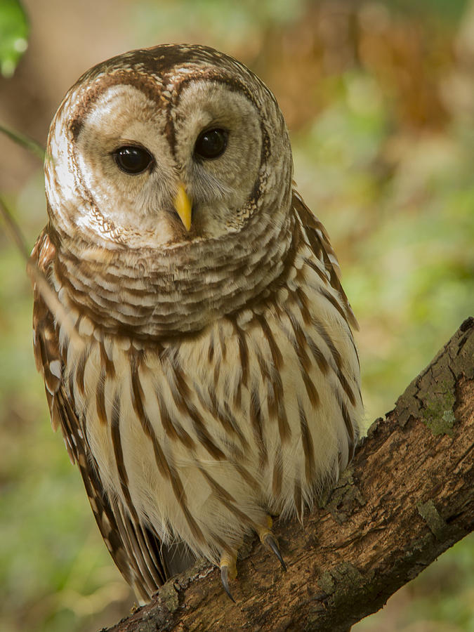 Curious Barred Owl Photograph by Jean Noren