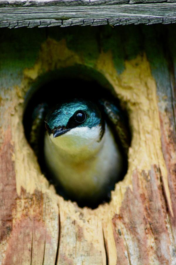 Wildlife Photograph - Curious Beak by Running J