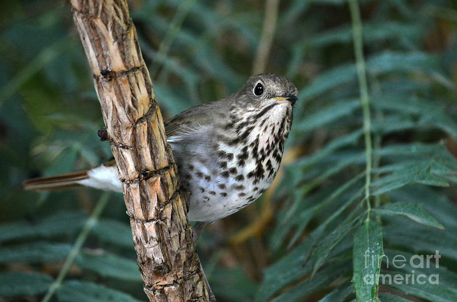 Nature Photograph - Curious Bird by Dan Holm