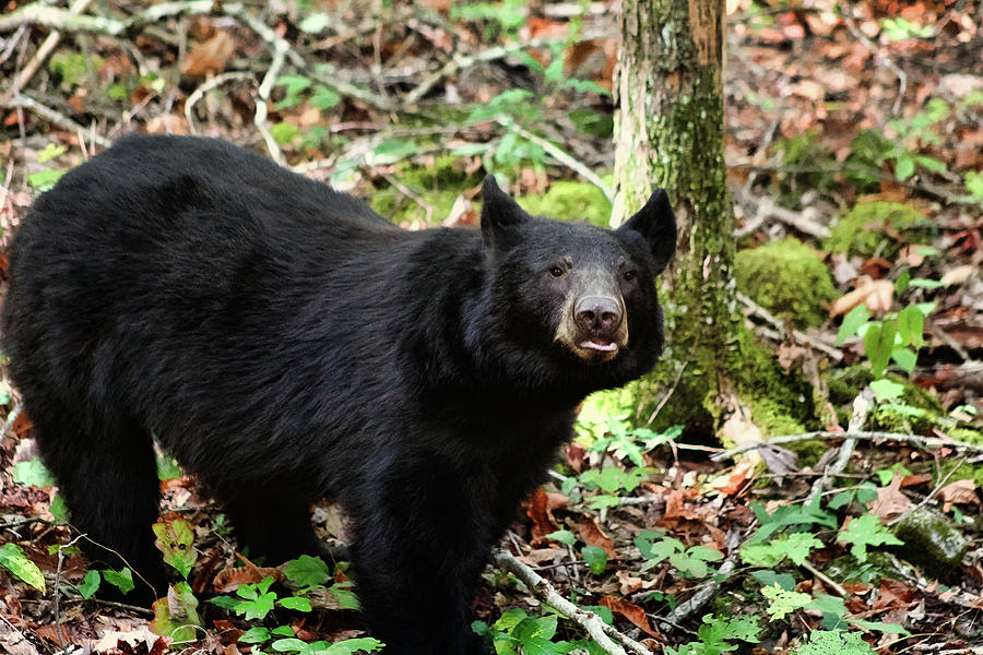 Curious Black Bear Photograph by TnBackroadsPhotos
