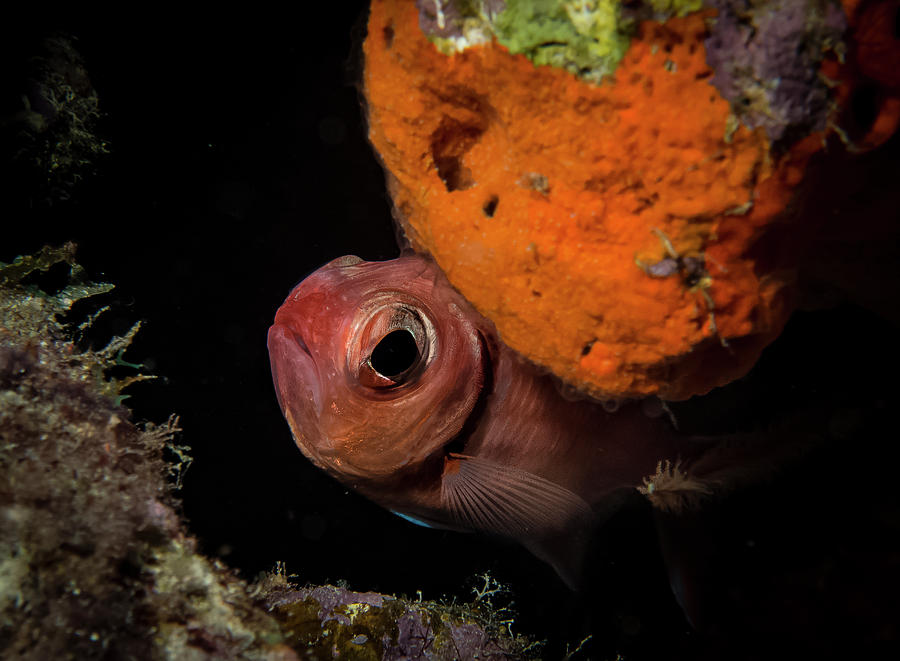 Curious Blackbar Soldierfish Photograph by Jean Noren