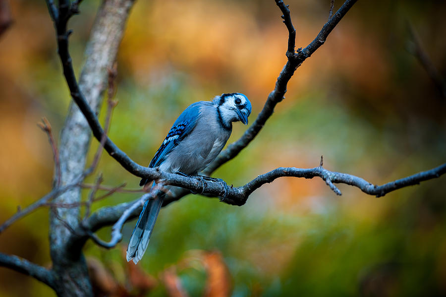 Curious Blue Jay Photograph by Jeff Phillippi