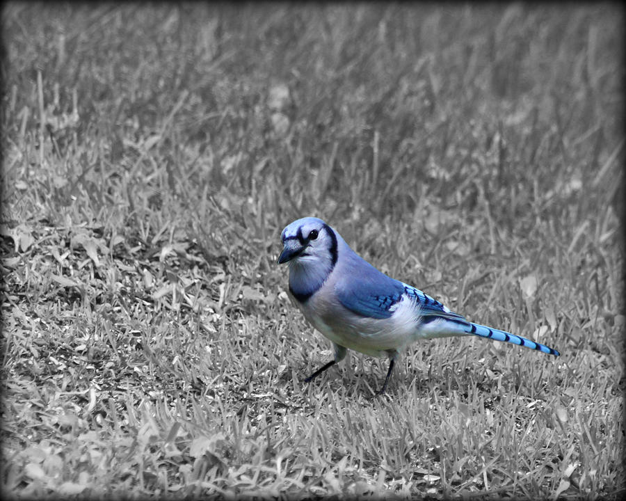 Curious Blue Jay Photograph by Kathy M Krause