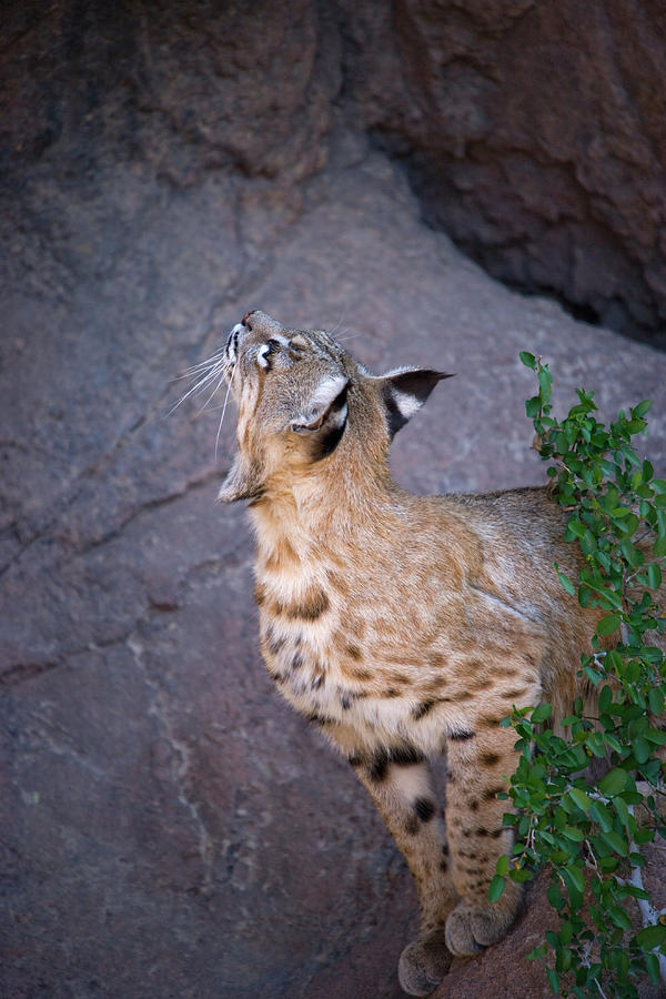 Nature Photograph - Curious Bobcat - ASDM Tucson Arizona by Randall Ingalls