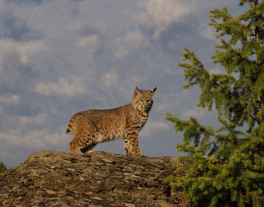 Bobcat Photograph - Curious bobcat by Roy Nierdieck Bobcat Photograph - Curious bobcat by Roy Nierdieck