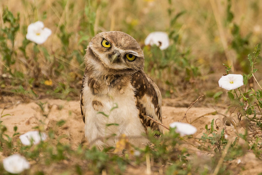 Curious Burrowing Owl #1 Photograph by Mindy Musick King