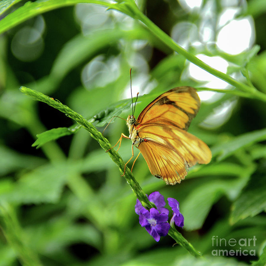 Curious Butterfly Photograph