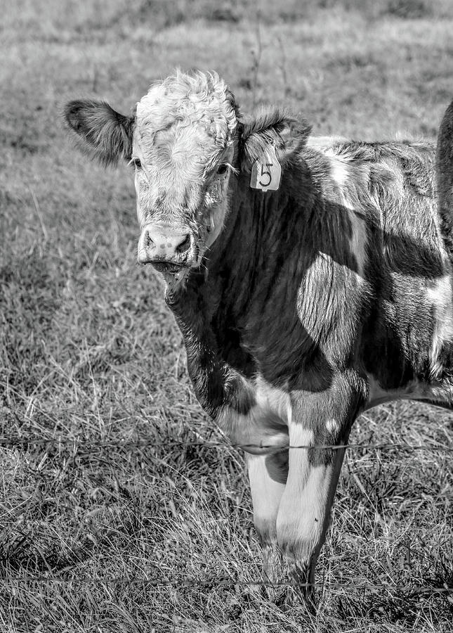 Curious Calf Photograph by J Laughlin