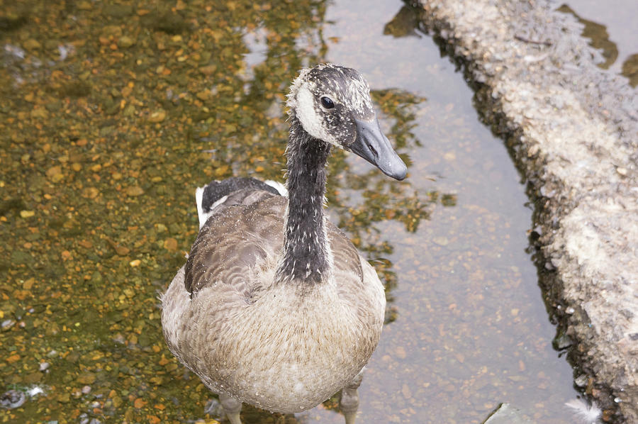 Curious Canada Goose Photograph