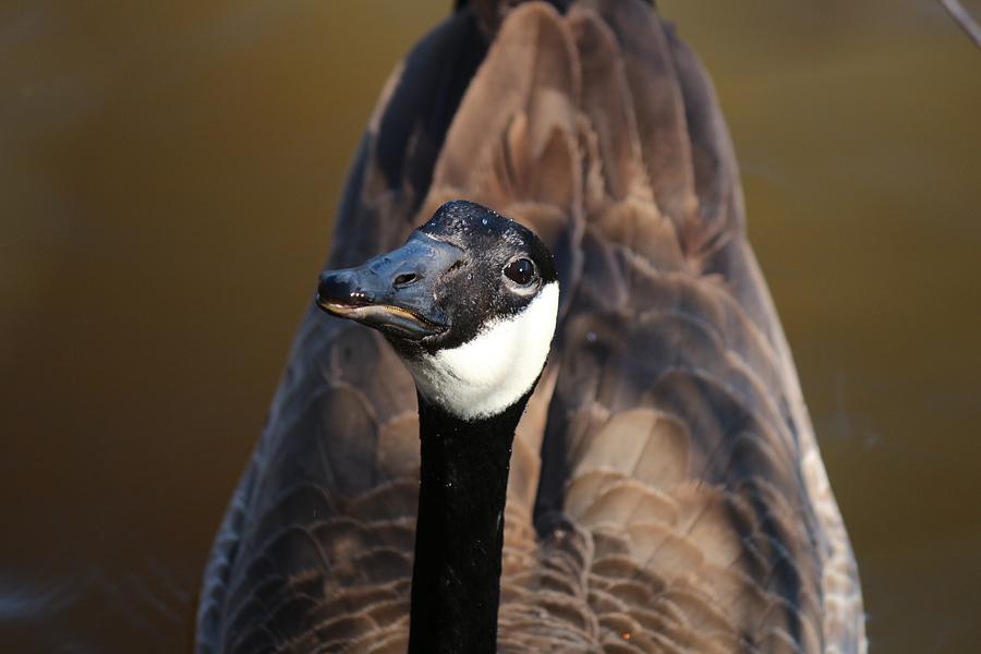 Curious Canadian Goose  Photograph by Buck Buchanan