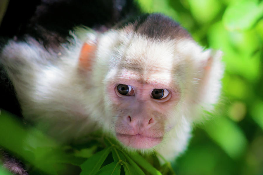 Jungle Digital Art - Curious Capuchin by Shelley Evans