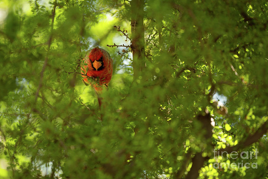 Curious Cardinal In A Tree Photograph by Billy Bateman