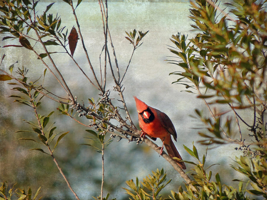 Curious Cardinal Photograph by Jayne Wilson